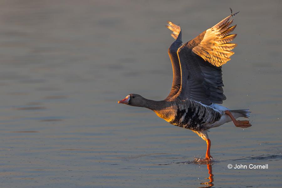 Anser albifrons;Greater White-fronted Goose;One;Takeoff;White-fronted Goose;avifauna;bird;birds;color image;color photograph;feather;feathered;feathers;flight;natural;nature;outdoor;outdoors;wild;wilderness;wildlife